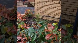 Кусты Фотинии. Что у нас случилось. #сад #дача #огород #фотиния