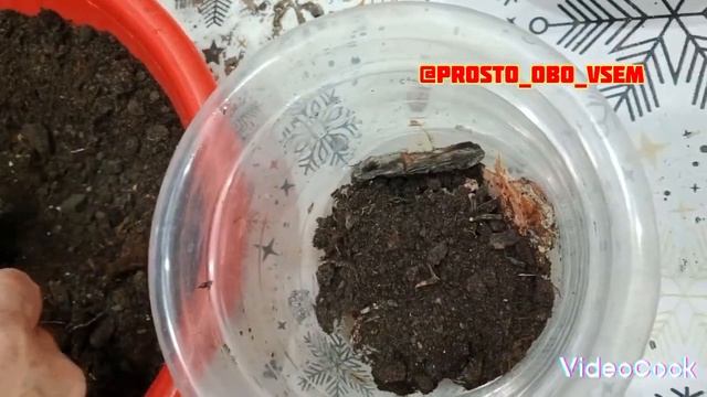 КАК ОЖИВИТЬ и ПОДКОРМИТЬ ОРХИДЕИ 🌷🌷🌷#орхидеи #foodblogger #советы #какухаживатьзаорхидеей #respect