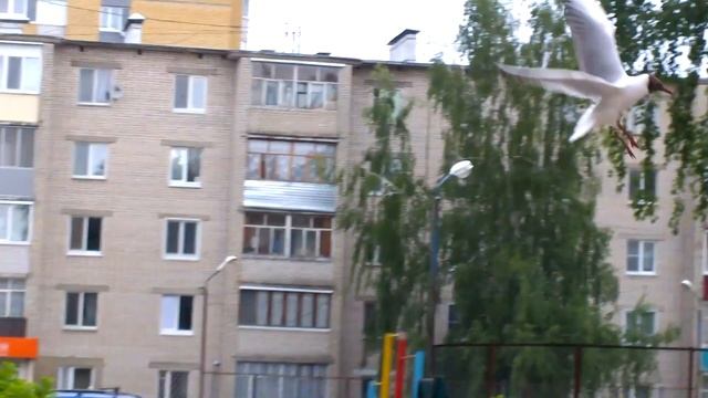 Городская чайка смотреть онлайн