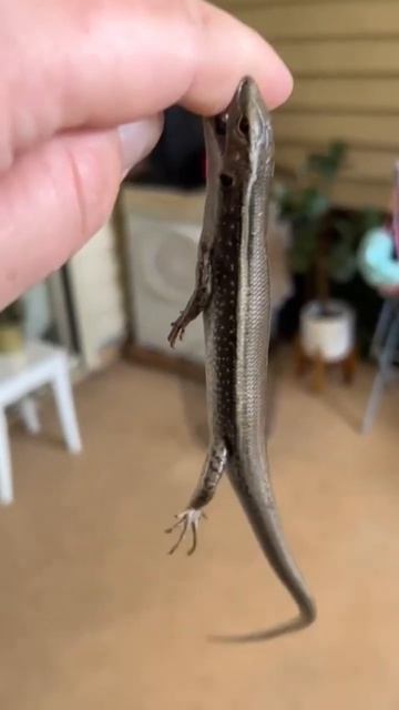 Caught a local native in my couch, why you do me like that 😂 #skink #lizard #funny #reptiles смотреть онлайн