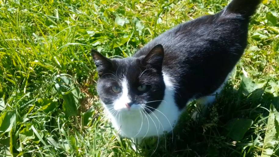 Кошечка смотреть онлайн