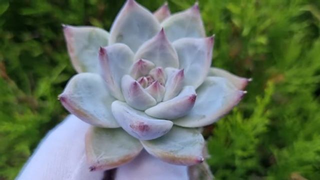 Echeveria Colorata