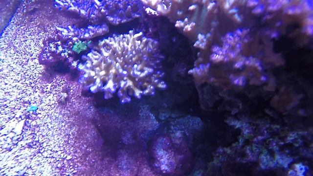 tricolor pocillopora 2016 смотреть онлайн
