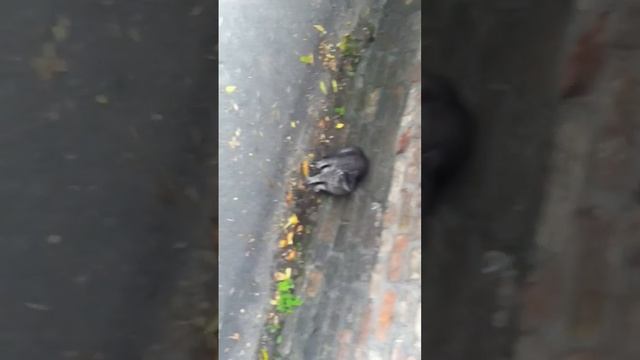 Кот психопад) смотреть онлайн
