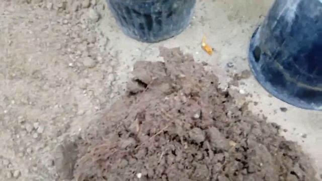 When and How to Collect Freesia Flower Bulbs смотреть онлайн