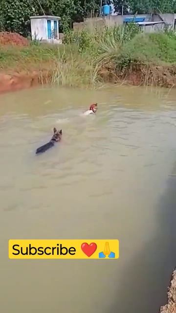 vhuto save me #youtubeshorts #viral #vhuto смотреть онлайн