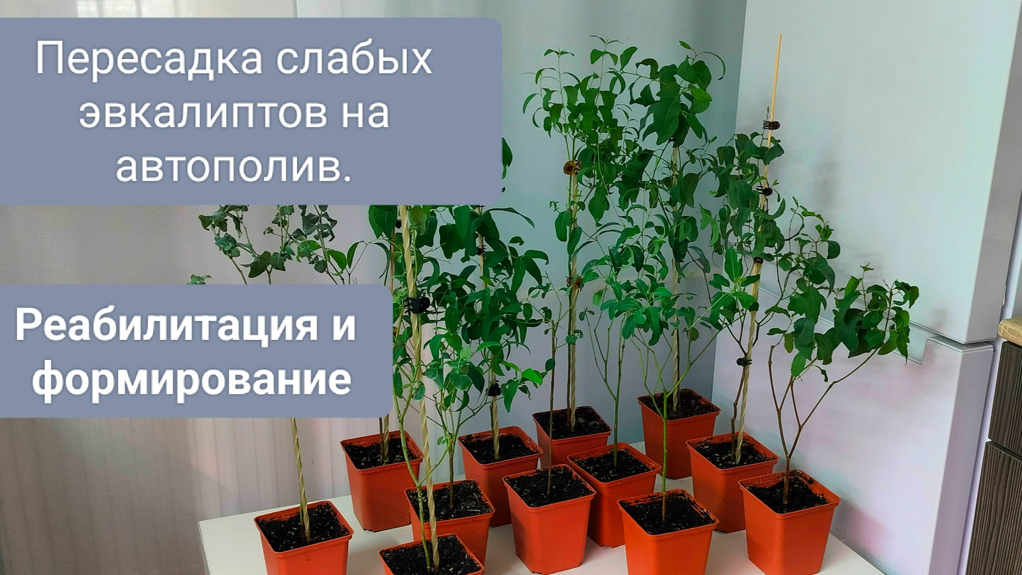 🟢ПЕРЕСАДКА слабых ЭВКАЛИПТОВ НА АВТОПОЛИВ. ТОНКОСТИ ПОДРОБНО. смотреть онлайн