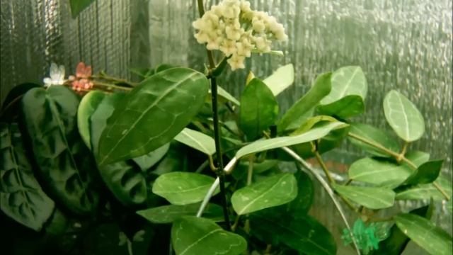 Hoya elliptica TL Video.wmv смотреть онлайн