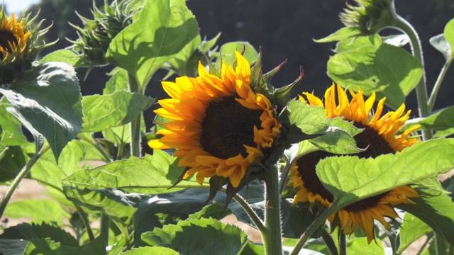 🌻Pick Your Own Sunflower🌻 смотреть онлайн