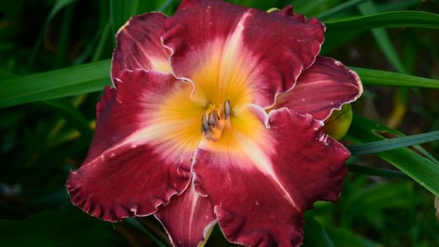 Hémérocalles 2016 смотреть онлайн