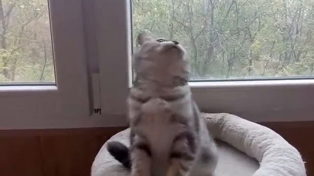 Ксантария и Юнона смотреть онлайн