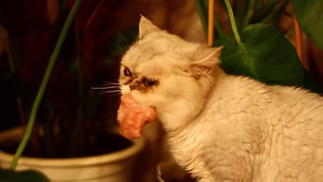 Кошка воровка смотреть онлайн