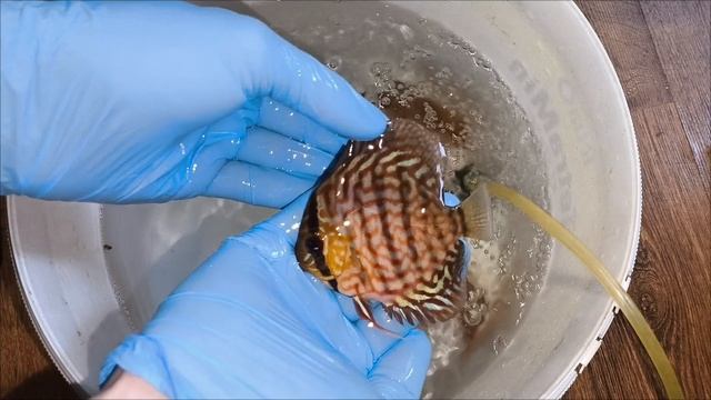 Дискусы в Волгоград смотреть онлайн