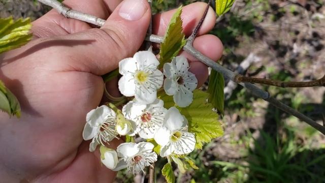 ID That Tree Spring Bloom Edition: Hawthorn смотреть онлайн