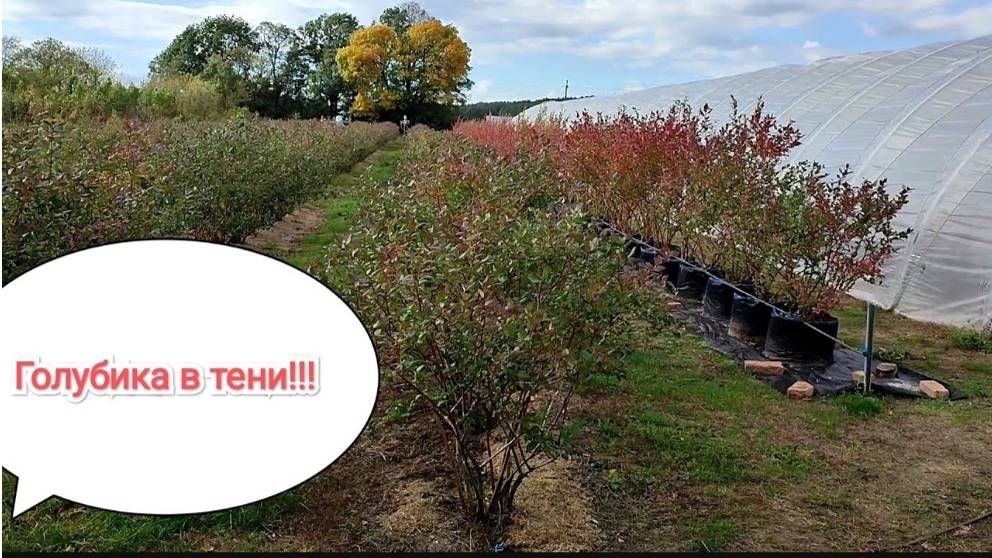 Можно ли высаживать кусты голубики в тени, вблизи деревьев_ смотреть онлайн