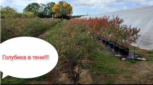 Можно ли высаживать кусты голубики в тени, вблизи деревьев_