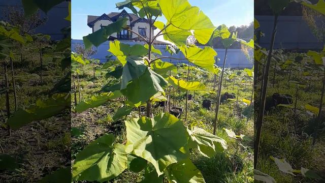 Павловния в Белгородской обл. 12.10.2022 г. #павловния #paulownia #pavlovniya смотреть онлайн