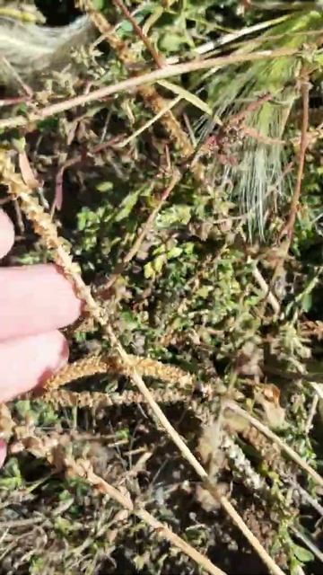 Broadleaf Plantain смотреть онлайн