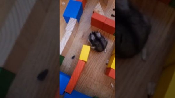 Хомяк проходит лабиринт Первый лабиринт для хомячка