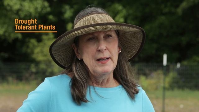 Drought-Tolerant Plants | Troy-Bilt® смотреть онлайн