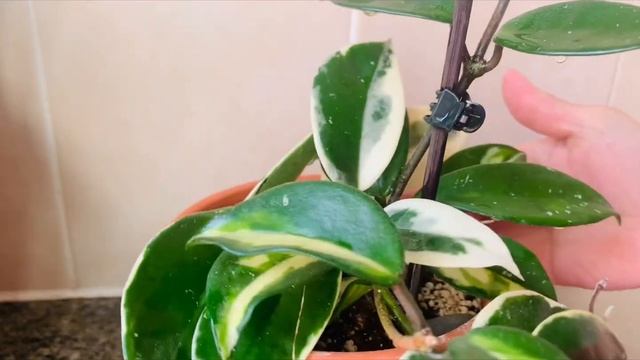 Multicoloured Leaf Houseplants in my care #UKPlantMom смотреть онлайн