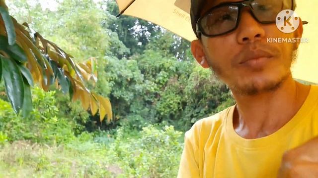 Mango at 65 dafi update смотреть онлайн