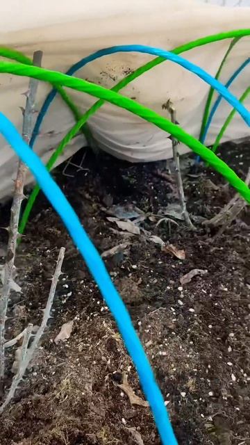 ЧТО И ТРЕБОВАЛОСЬ ДОКАЗАТЬ! Все розы черные под укрытием. #самсебеагроном #розы #какперезимовалироз смотреть онлайн