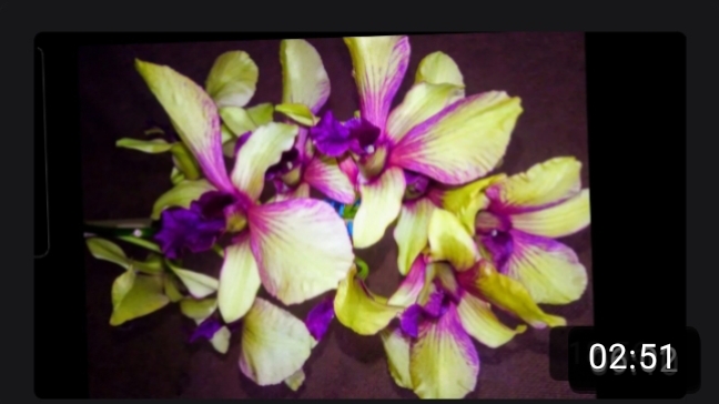 Реанимация дендробиума фаленопсиса с высокими бульбами после его падения и деления. Часть 6.