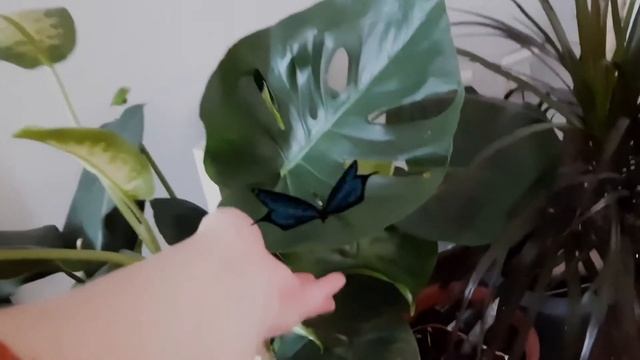 Blender render butterfly animation AR#blender #animation #butterfly смотреть онлайн