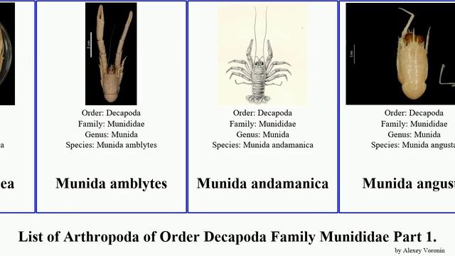 List of Arthropoda of Order Decapoda Family Munididae Part 1. munida agononida bathymunida iris смотреть онлайн