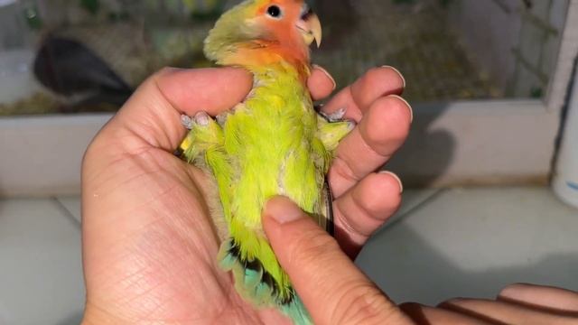 给幼稚园的两只毕业生检查，一上手就知道是只母鸟，难道孵只公鸟就这么难吗？【一只小皮皮呀】 смотреть онлайн