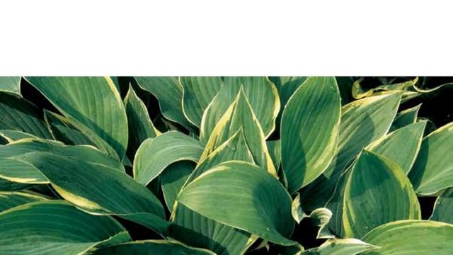 Hostas In Korea, 비비추 '드레스 블루스' Hosta ‘Dress Blues’