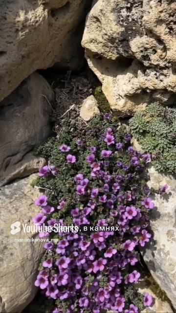 Камнеломка супротиволистная. смотреть онлайн