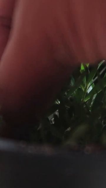 Boxwood Cutting Propagation #shorts смотреть онлайн