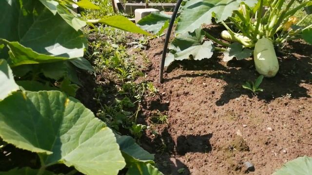 ХОМЯК в огороде. Огурцы растут гроздьями. Начинают краснеть помидорки. Будни садовода. смотреть онлайн