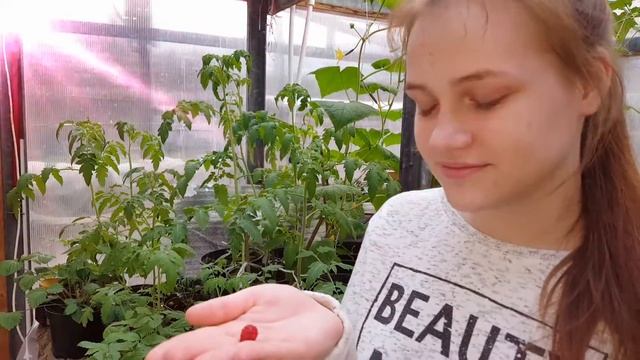 ОБО ВСЕМ ПОНЕМНОГУ! ПЕРВАЯ ЗЕМЛЯНИЧКА! смотреть онлайн