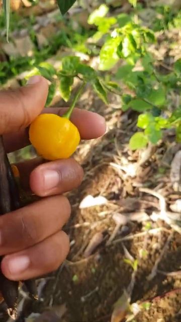 Picking scotch bonnet #garden #plants #pepper смотреть онлайн