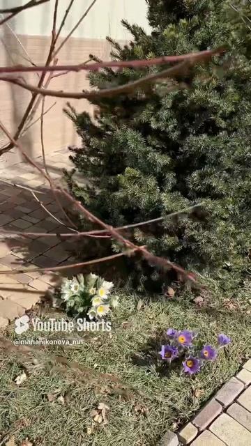 Малоуходные растения. смотреть онлайн