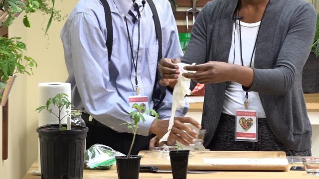 Sprouting Seeds of Tomatoes, Green Peppers & Regrowing Green Onions. Prepare for Great Food Crisis смотреть онлайн