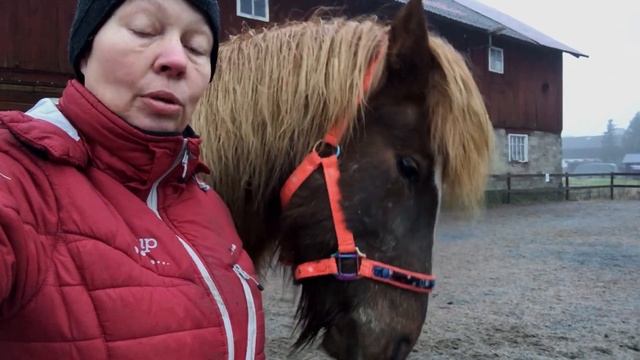 Så lär du din häst att le mot kameran смотреть онлайн