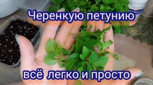 Черенкую петунию. Без секретов и заморочек.