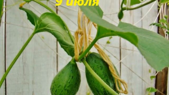 Дыни близнецы смотреть онлайн