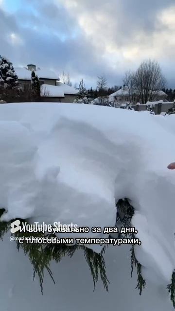 Стряхивать снег с хвойных или нет?! смотреть онлайн