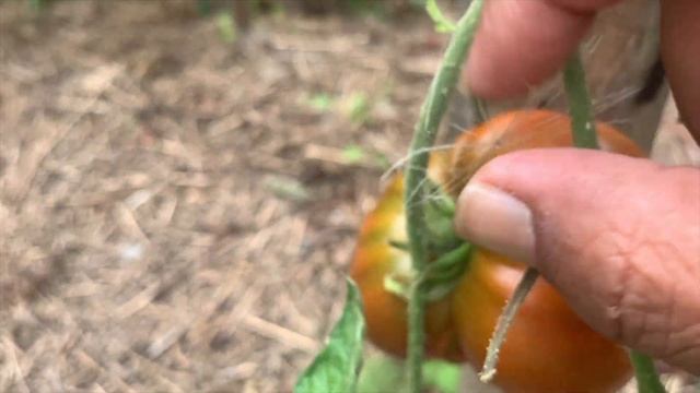 Heirloom Tomatoes Harvest: A celebration of flavour and tradition-SE3-Project Food Garden смотреть онлайн