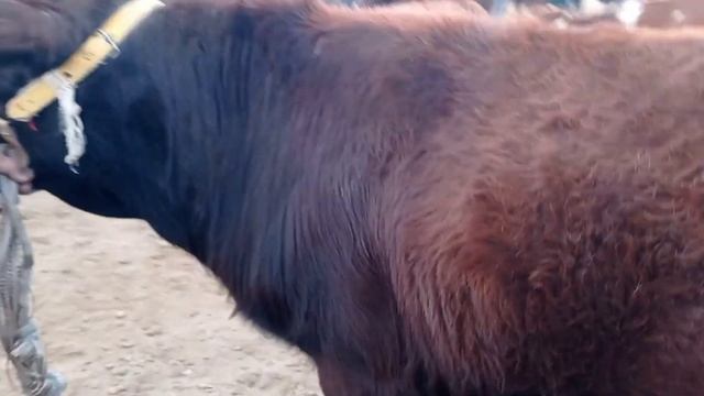 Vobkent Mol Bozoridan Boqishga Tayyor Buqalar Narxlari 20/11/2021