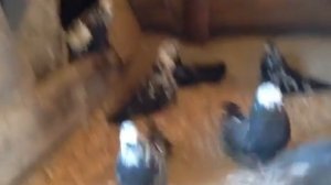 Николаевские голуби 30.12. 2016г. (Николаевская обл)