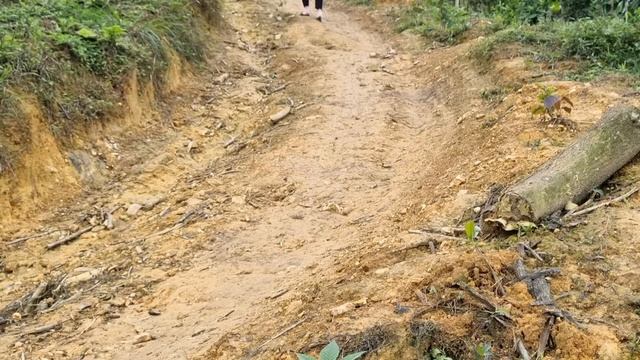 Full video10; Harvesting,Green beans, Lemon, Scalding, Gac fruit, Celery, single mother's daily lif смотреть онлайн