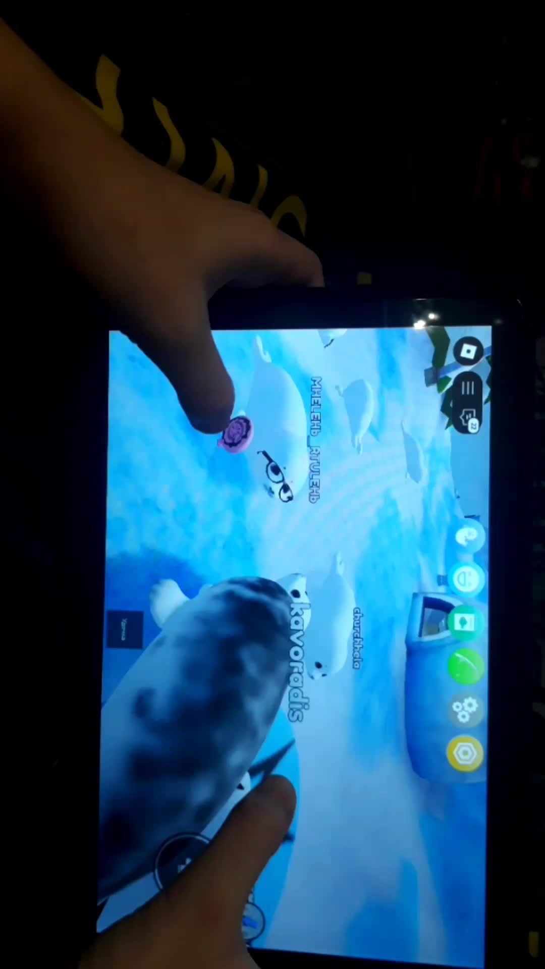 играю в симулятор нерпы в Roblox!