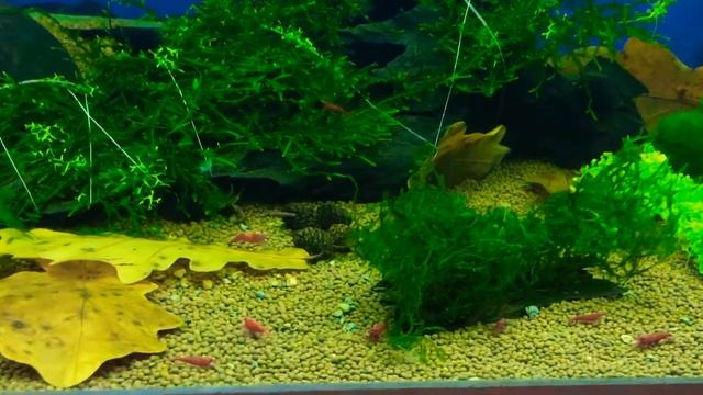 Red Fire Shrimp Креветочник 6 "Красный огонь" смотреть онлайн