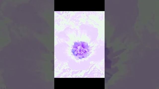 Delicate White Purple,Nejno Bqlo Lilavo смотреть онлайн